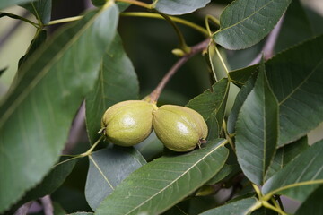 Obraz premium Carya ovata, the shagbark hickory, in autumn. Juglandaceae family. Hanover, Germany.