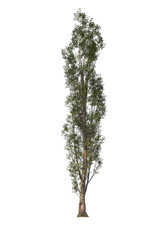 Populus Nigra, the black poplar, cottonwood poplar, light for daylight, easy to use, 3d render, isolated, tree isolated on white background
 - obrazy, fototapety, plakaty