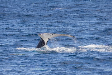 Tail fin of a Humpback Whale seen near the Gold Coast in Queensland, Australia