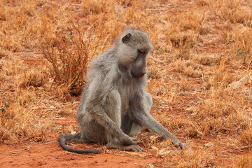 Naklejka na ściany i meble A baboon in Tsavo East national park in Kenya.