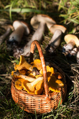a basket of mushrooms. White, aspen and chanterelles mushroom harvest