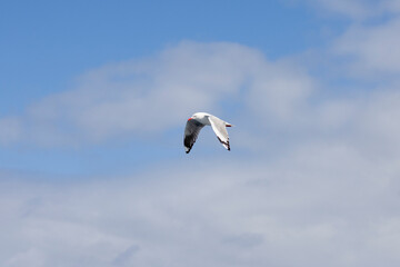 Common Silver Gull coastal bird in flight near Tweed Heads in New South Wales, Australia