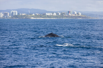 Fototapeta premium Common Silver Gull coastal bird in flight near Tweed Heads in New South Wales, Australia