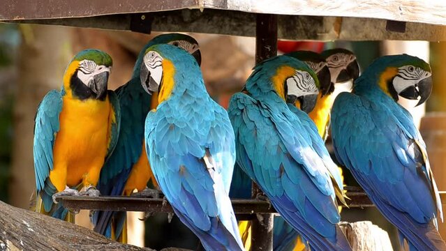 A macaw is relaxing with friends and playing with his feathers.