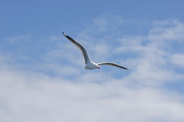 Common Silver Gull coastal bird in flight near Tweed Heads in New South Wales, Australia