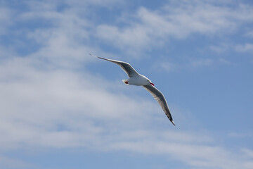 Common Silver Gull coastal bird in flight near Tweed Heads in New South Wales, Australia