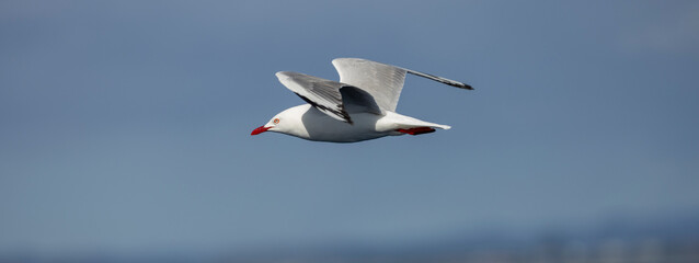 Common Silver Gull coastal bird in flight near Tweed Heads in New South Wales, Australia