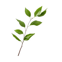 Fototapeta premium white backround, isolated twig with green leaves.