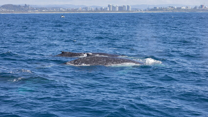 Obraz premium Humpback Whale seen near the Gold Coast in Queensland, Australia