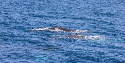 Naklejka premium Humpback Whale seen near the Gold Coast in Queensland, Australia