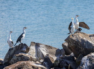Pied Cormorants perched on rocks in natural habitat in New South Wales, Australia