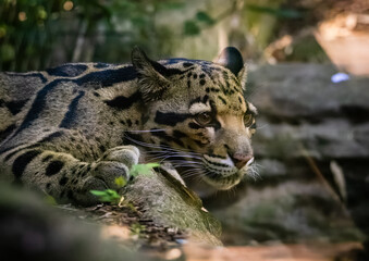 Spotted leopard resting on a rock in the shade of a zoo habitat in Tennessee.