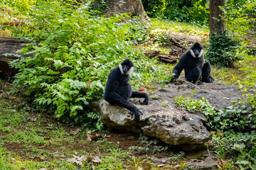White-cheeked gibbons foraging in a jungle habitat at a zoo in Tennessee.
