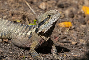 Close up of an Eastern Water Dragon in it's native habitat in Queensland, Australia