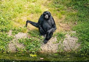 Siamang gibbon is waiting for a treat in a zoo habitat in Tennessee.