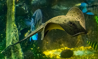 Ocellate river stingrays swimming in the aquarium at a zoo in Tennessee.