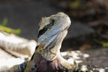 Close up of an Eastern Water Dragon in it's native habitat in Queensland, Australia