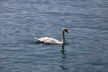 swan on the water