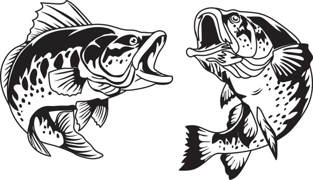  Bass Fish Vector illustration