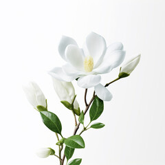 Obraz na płótnie Canvas beautiful white flower photo