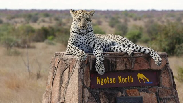 Leopard on the signpost in Kruger