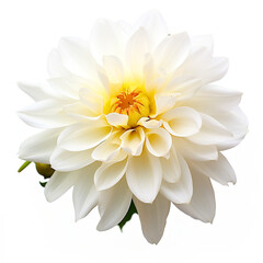 beautiful white flower photo