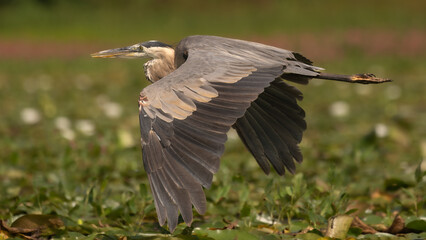 Blue Heron