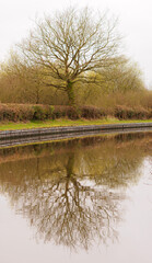 Fototapeta na wymiar A lone tree on the canal bank