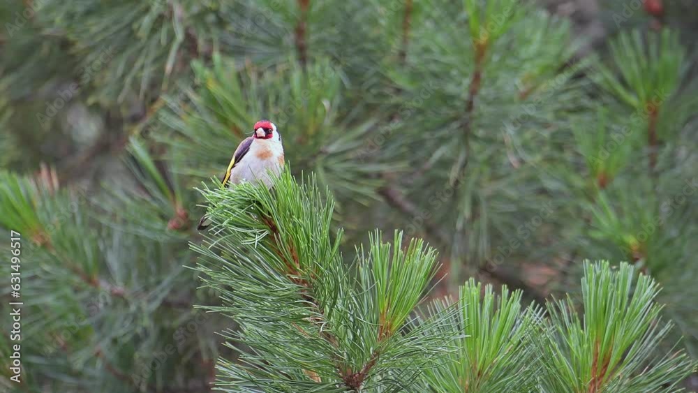 Poster 4k resolution for the beautiful Goldfinch (Carduelis carduelis)