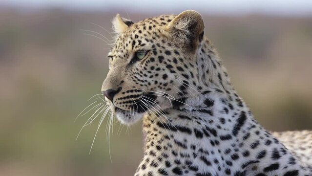Leopard close-up for portrait