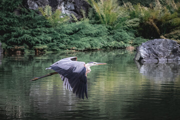 Great Blue Heron in flight over a lake