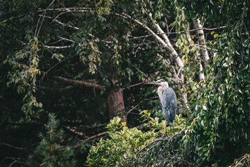 Great Blue Heron perched on a Tree