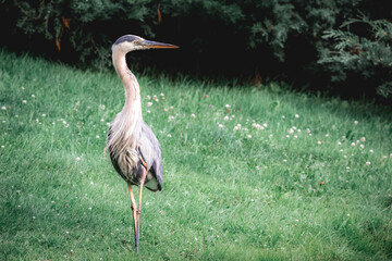 Great Blue Heron Portrait