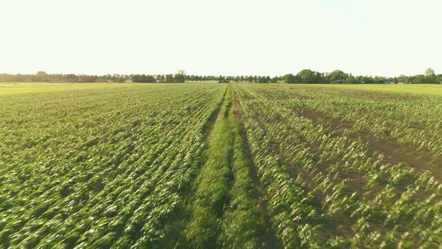 Volant au-dessus de champs vert proche en purmerland en hollande