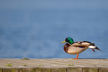 Duck in the wild