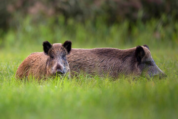 Wild boars in the wild