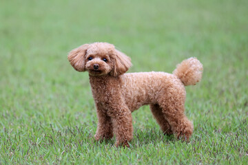 ドッグランで楽しそうに駆け回るトイ・プードル