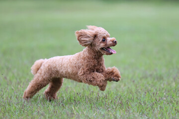 ドッグランで楽しそうに駆け回るトイ・プードル