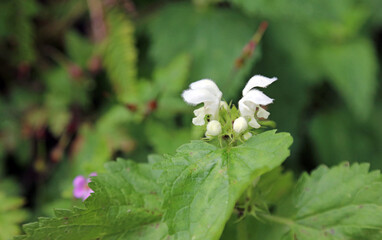 Closeup of a White Deadnettle flower, Derbyshire England
