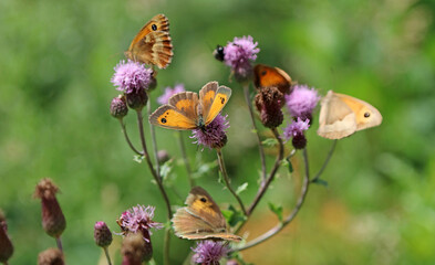 Closeup of Gatekeeper butterflies on Creeping Thistle plants, Derbyshire England  © Judith