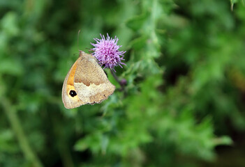 View of underwings of a Meadow Brown butterfly perched on a Creeping Thistle flower, Derbyshire England
