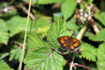 Sunlit Gatekeeper butterfly, Derbyshire England
