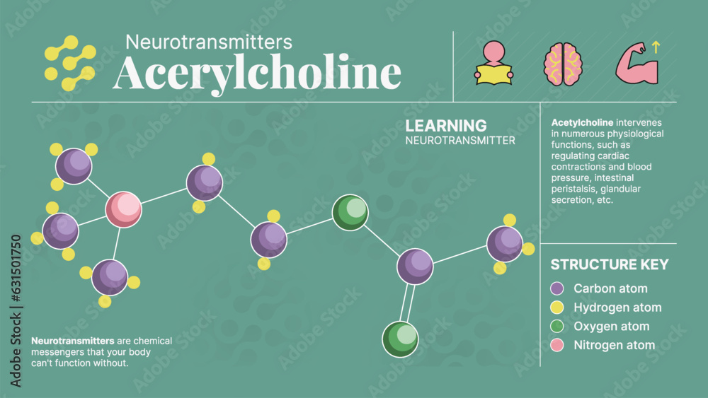 Wall mural Acetylcholine Neurotransmitter Hormone Chemical  Structure -A Visual Vector Infographic Design