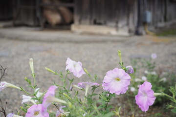 庭に咲くペテュニアの花, Petunia