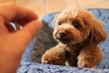 ソファに座るトイ・プードル