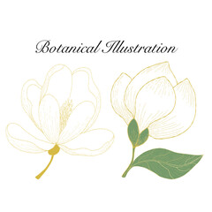 Set of flower botanical. Set of elements on an isolated background, hand drawing, botanical illustration on white background