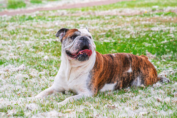 A english bulldog is enjoying a sunny day