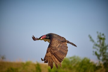 Wild turkey soaring in the sky.