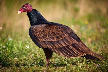 Turkey vulture perched atop a lush meadow of green grass.