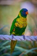 Marigold lorikeet perched atop a rope.